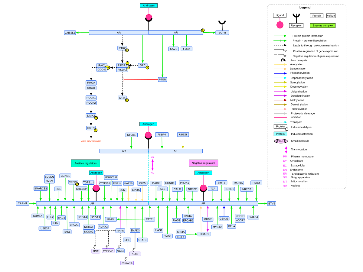 【教程】核受体与转录因子：雄/雌/糖皮质激素受体 + RNA Pol II